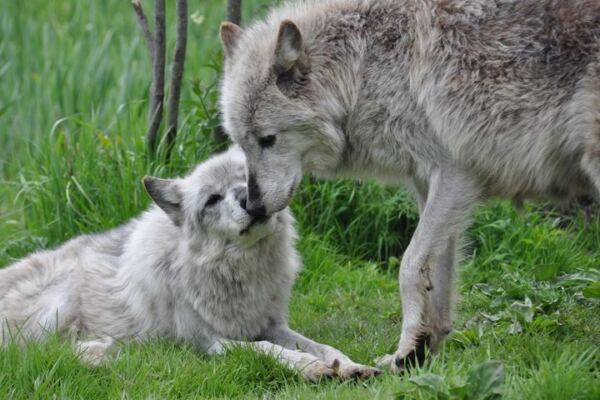 Wolves Watch You Back From a Few Yards Away at This Ipswich, Massachusetts Sanctuary