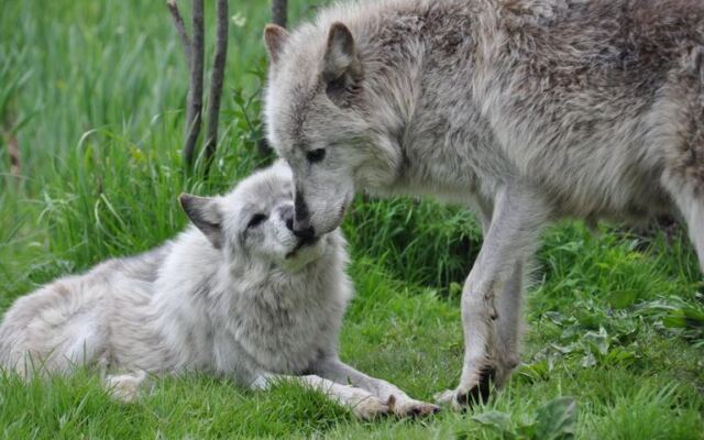 Wolves Watch You Back From a Few Yards Away at This Ipswich, Massachusetts Sanctuary