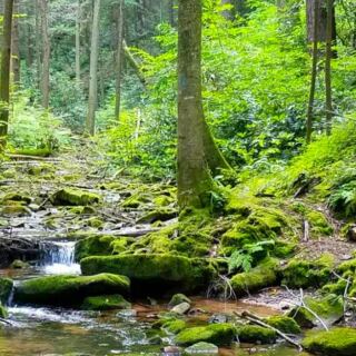 This Rocky Pennsylvania Trail Follows a Mountain Stream Into Rothrock State Forest