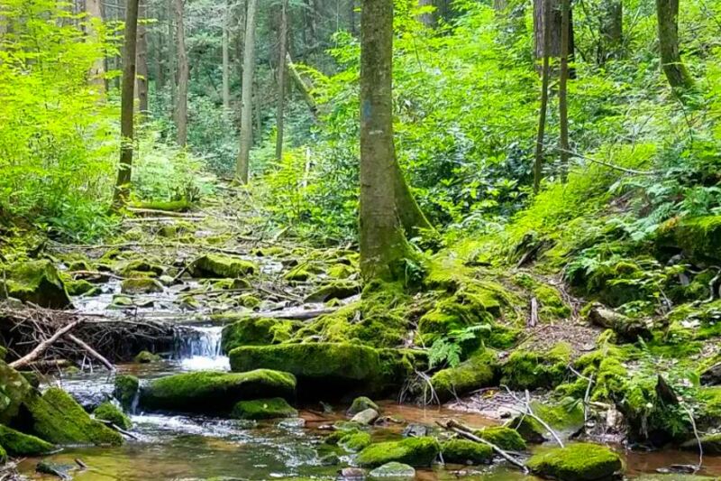 This Rocky Pennsylvania Trail Follows a Mountain Stream Into Rothrock State Forest