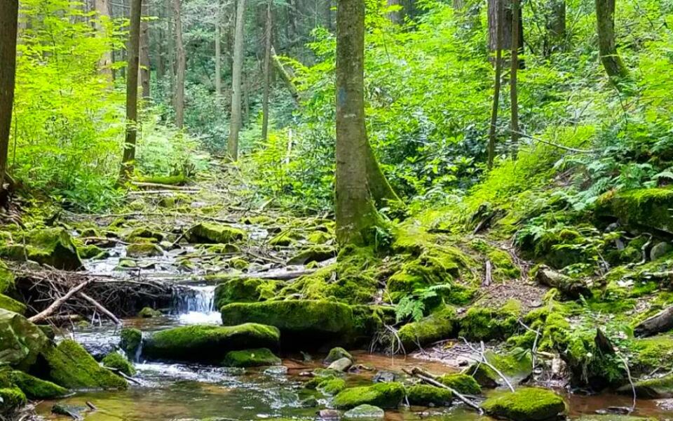This Rocky Pennsylvania Trail Follows a Mountain Stream Into Rothrock State Forest