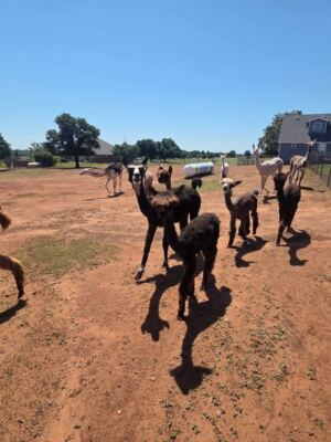 At This Newcastle, Oklahoma Alpaca Ranch, You Hand-Feed the Herd and Get Kissed by Michelangelo
