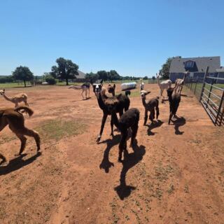 At This Newcastle, Oklahoma Alpaca Ranch, You Hand-Feed the Herd and Get Kissed by Michelangelo