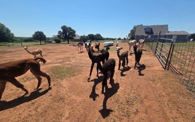 At This Newcastle, Oklahoma Alpaca Ranch, You Hand-Feed the Herd and Get Kissed by Michelangelo