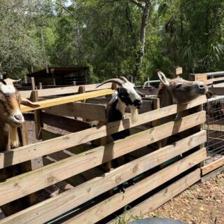 Friendly Goats and Mini Donkeys Eat Right Out of Your Hand at This Florida Farm Sanctuary