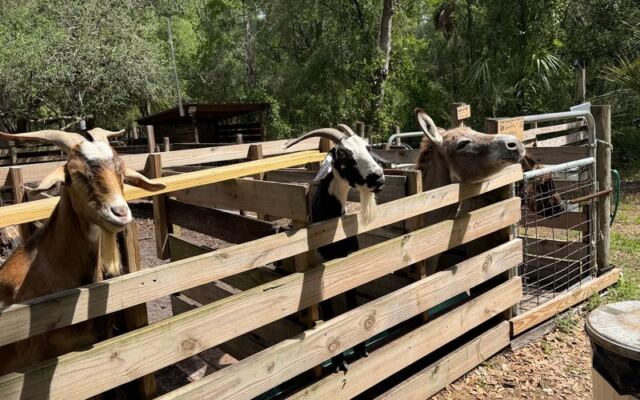 Friendly Goats and Mini Donkeys Eat Right Out of Your Hand at This Florida Farm Sanctuary