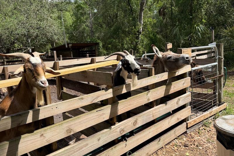 Friendly Goats and Mini Donkeys Eat Right Out of Your Hand at This Florida Farm Sanctuary