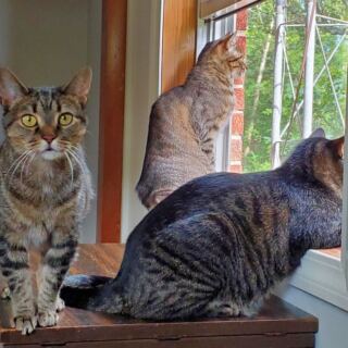 This Tennessee Sanctuary Takes In the Old, Sick and Forgotten Cats and Dogs Nobody Else Wanted