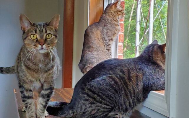 This Tennessee Sanctuary Takes In the Old, Sick and Forgotten Cats and Dogs Nobody Else Wanted