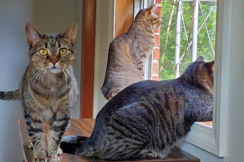 This Tennessee Sanctuary Takes In the Old, Sick and Forgotten Cats and Dogs Nobody Else Wanted