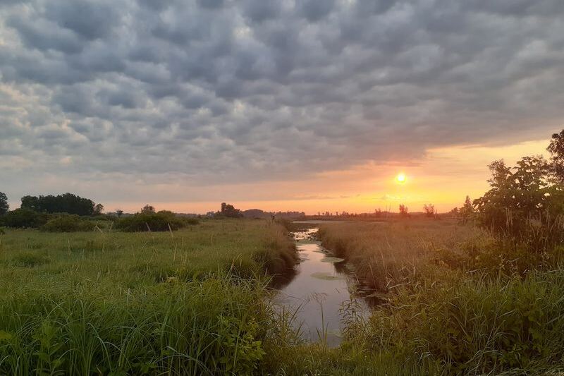 Herons, Egrets and Bald Eagles Gather at This Overlooked Minnesota Sanctuary Just Off the Highway