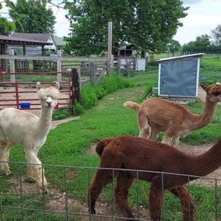 10 Illinois Farms Where You Get Close To Goats, Alpacas Or Highland Cows This Fall