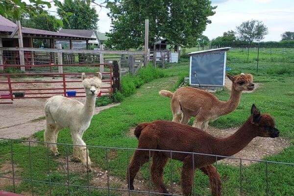 10 Illinois Farms Where You Get Close To Goats, Alpacas Or Highland Cows This Fall