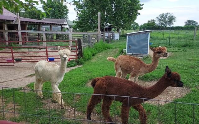 10 Illinois Farms Where You Get Close To Goats, Alpacas Or Highland Cows This Fall