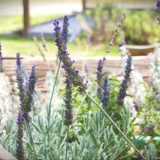 Wander 40 Acres of Lavender Near Mounds, Oklahoma, and Leave With Handmade Sachets