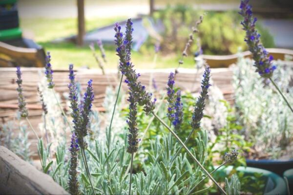 Wander 40 Acres of Lavender Near Mounds, Oklahoma, and Leave With Handmade Sachets