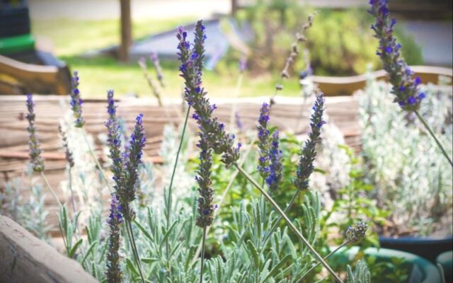 Wander 40 Acres of Lavender Near Mounds, Oklahoma, and Leave With Handmade Sachets